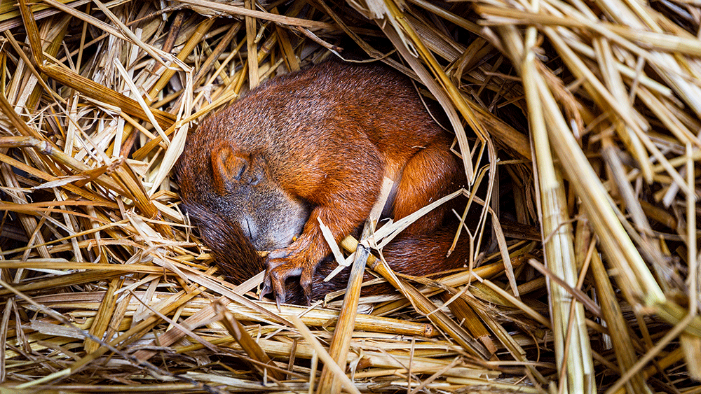 Squirrel Gut Microbes and Hibernation | The Institute for Creation Research